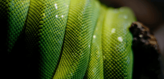 SHIFTCAM - LensUltra - 75mm Long Distance Macro – LP-161 - party X party