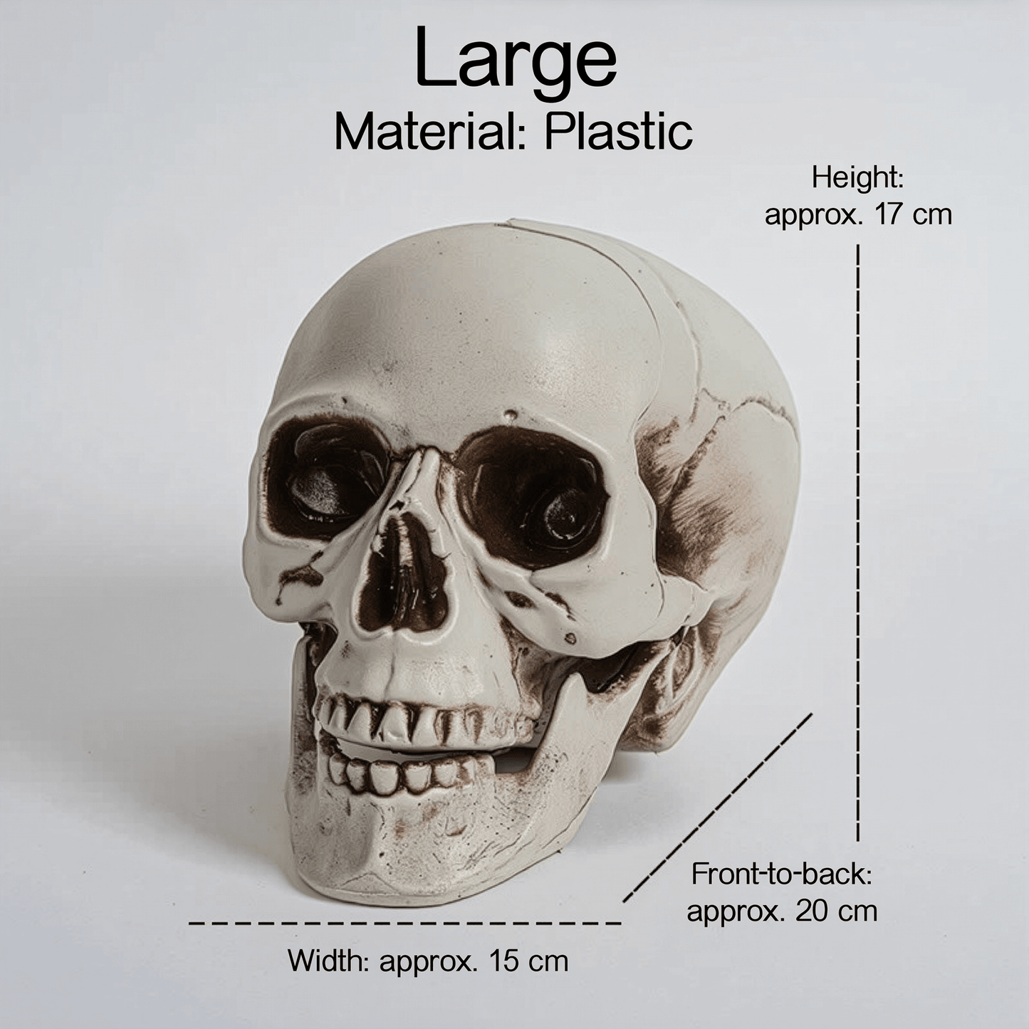 Realistic Skull Models – Halloween Props | Gothic Home Décor | Size Variants - party X party