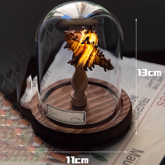 Sea Urchin Lamp & Conch Night Light | Vintage DIY Gift for Birthday or Valentine's Day | Coastal Room Decor for Kids & Friends