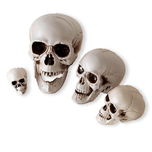 Realistic Skull Models – Halloween Props | Gothic Home Décor | Size Variants - party X party