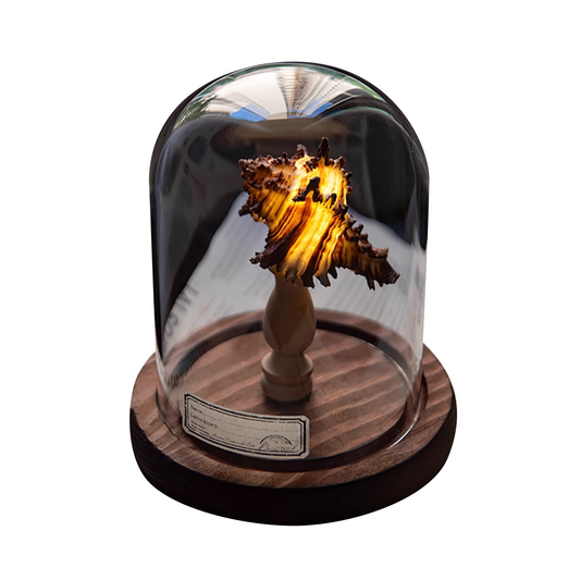 Sea Urchin Lamp & Conch Night Light | Vintage DIY Gift for Birthday or Valentine's Day | Coastal Room Decor for Kids & Friends