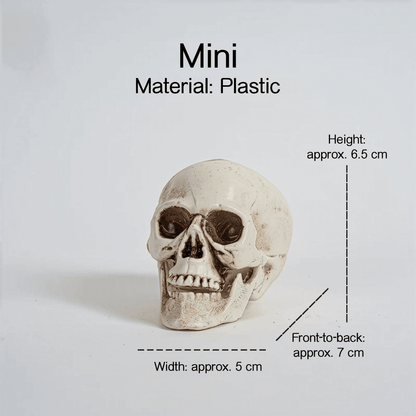 Realistic Skull Models – Halloween Props | Gothic Home Décor | Size Variants - party X party