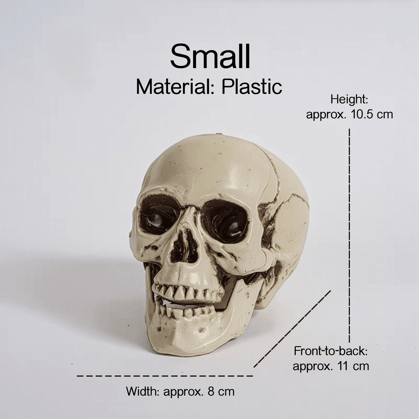 Realistic Skull Models – Halloween Props | Gothic Home Décor | Size Variants - party X party
