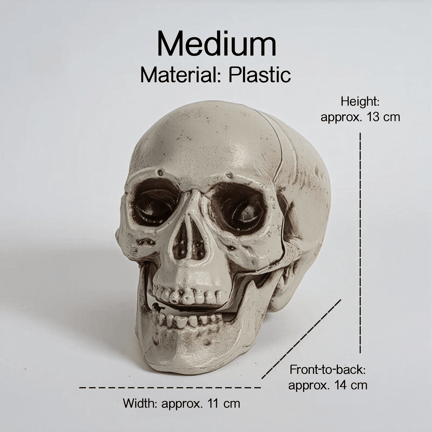 Realistic Skull Models – Halloween Props | Gothic Home Décor | Size Variants - party X party