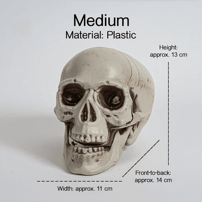 Realistic Skull Models – Halloween Props | Gothic Home Décor | Size Variants - party X party