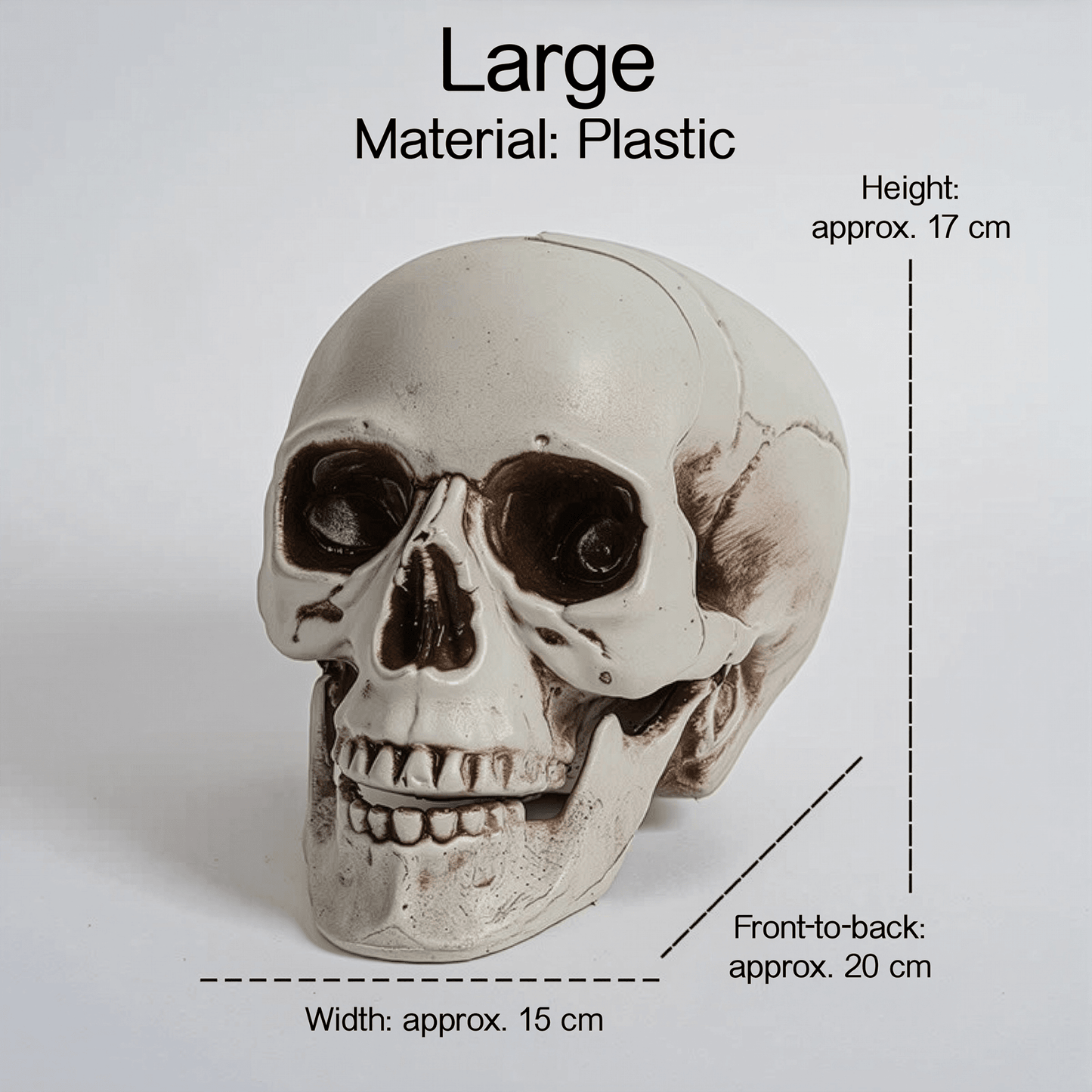 Realistic Skull Models – Halloween Props | Gothic Home Décor | Size Variants - party X party