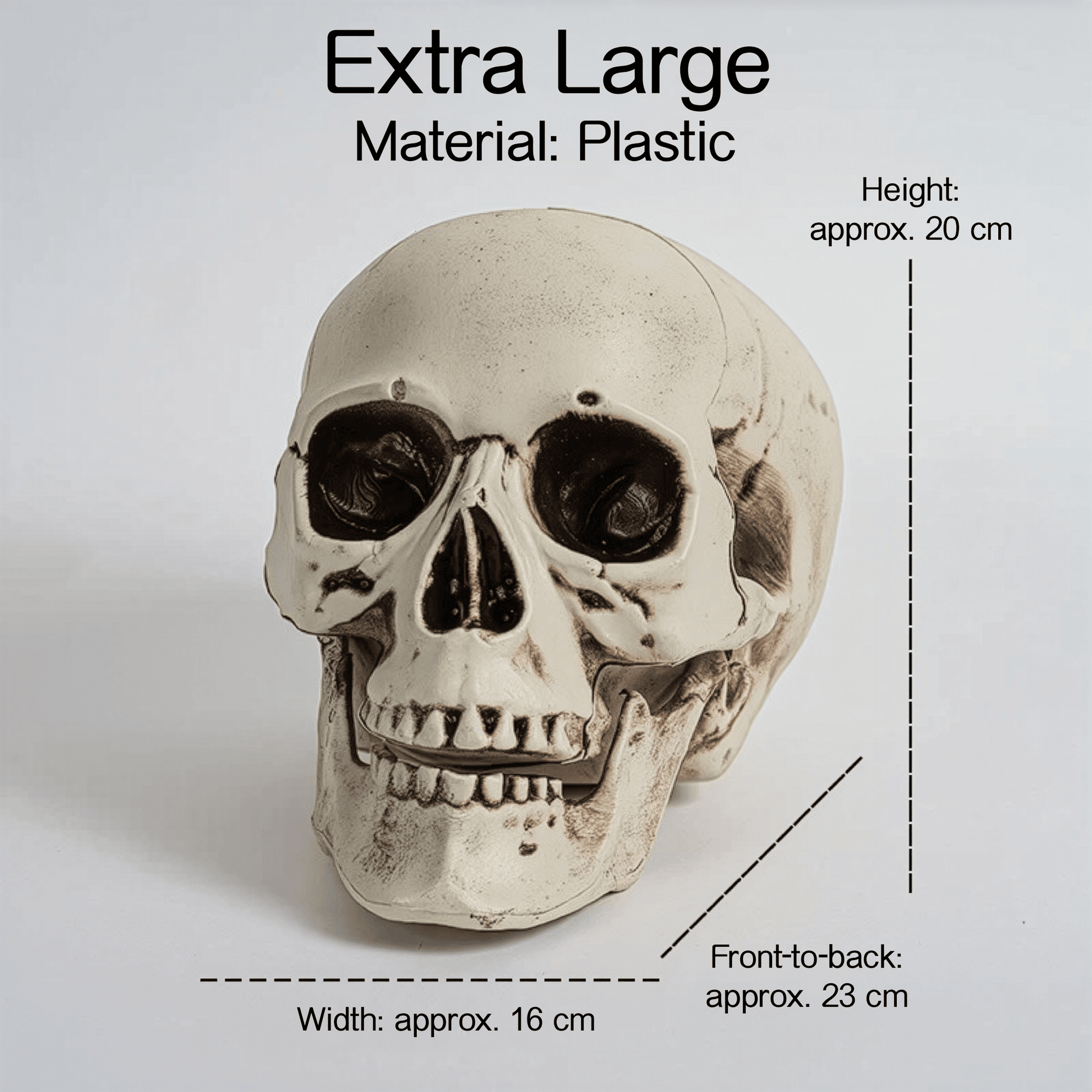 Realistic Skull Models – Halloween Props | Gothic Home Décor | Size Variants - party X party