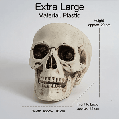 Realistic Skull Models – Halloween Props | Gothic Home Décor | Size Variants - party X party