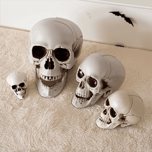 Realistic Skull Models – Halloween Props | Gothic Home Décor | Size Variants - party X party